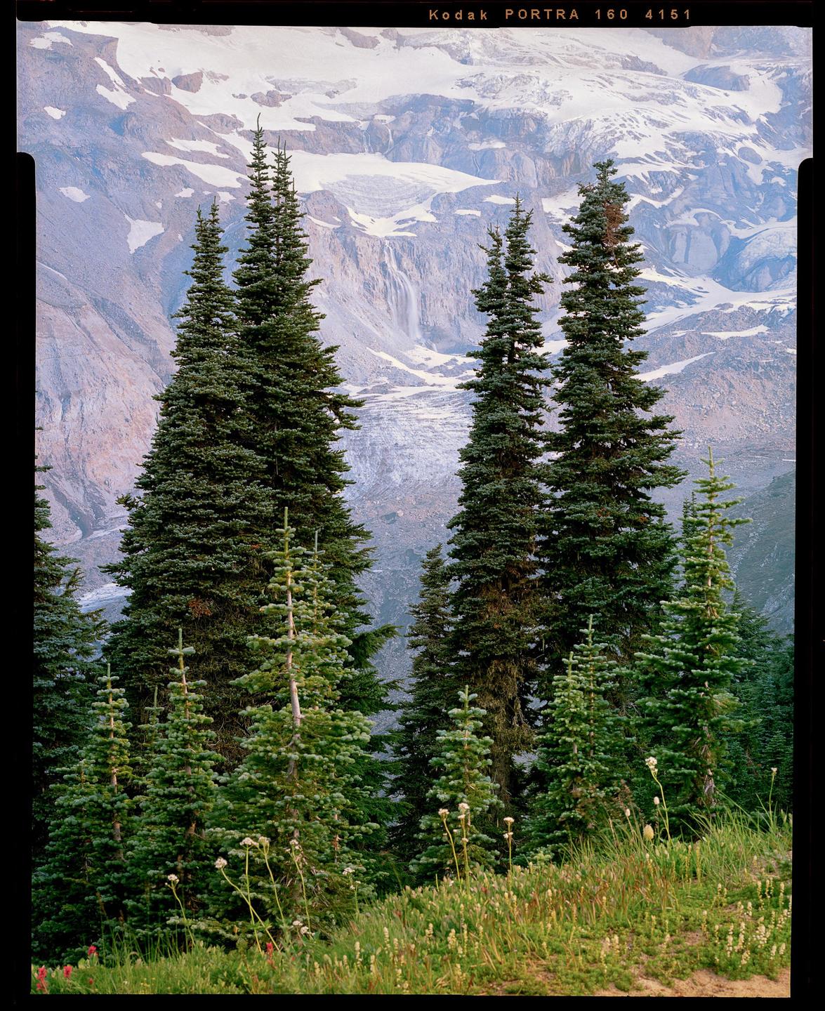 A group of evergreen trees stands in front of a snow-covered mountain with a waterfall.