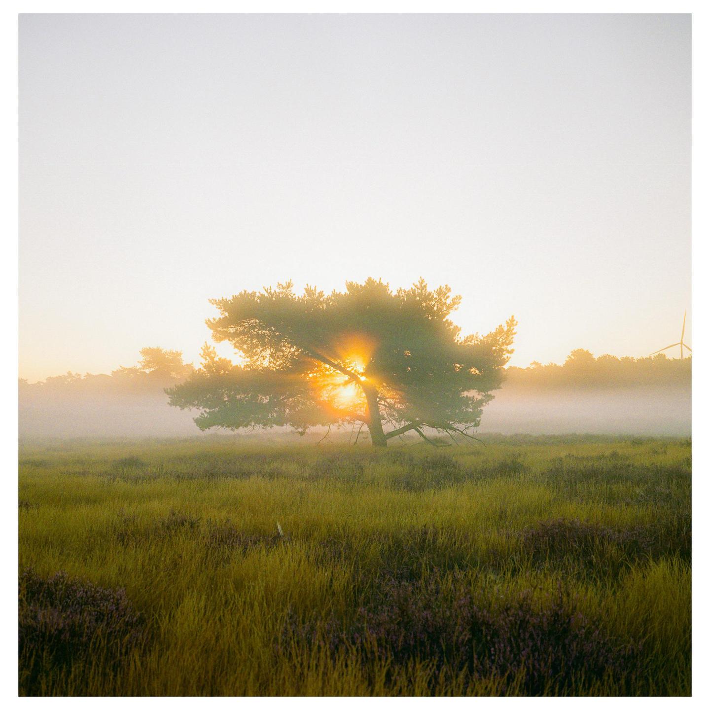 The sun shines through a tree in a field of tall grass and purple flowers.