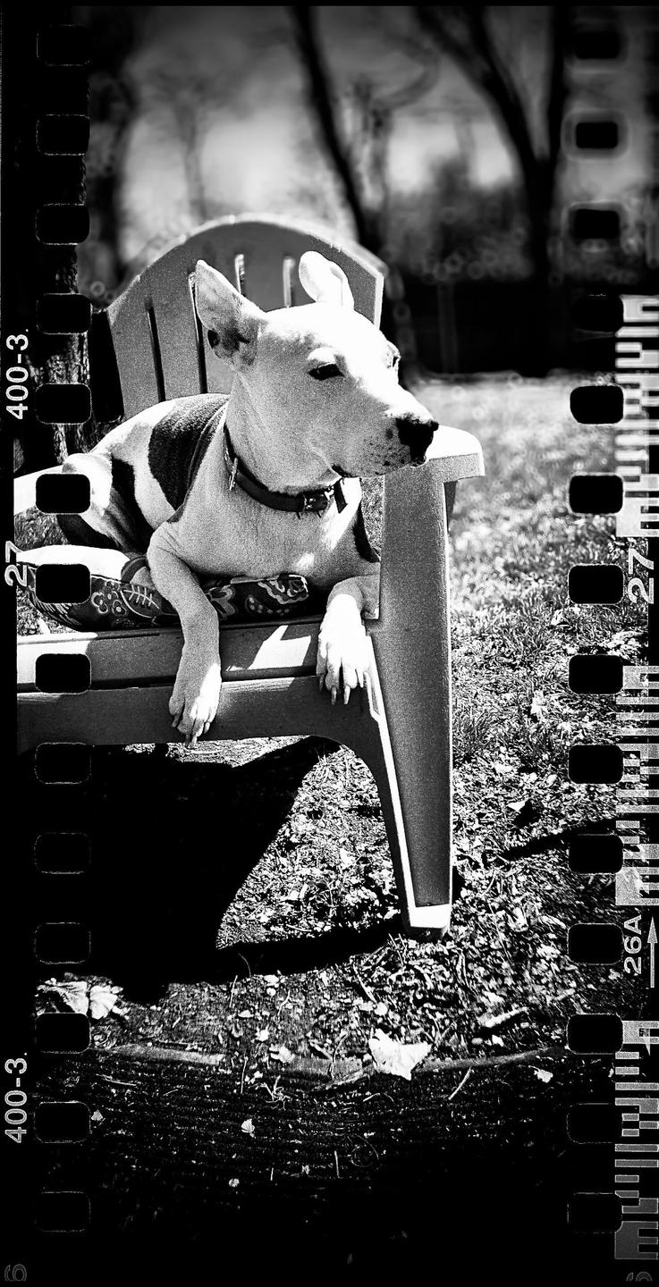 A dog is sitting on a chair outdoors with film borders visible on the left and right sides of the image.