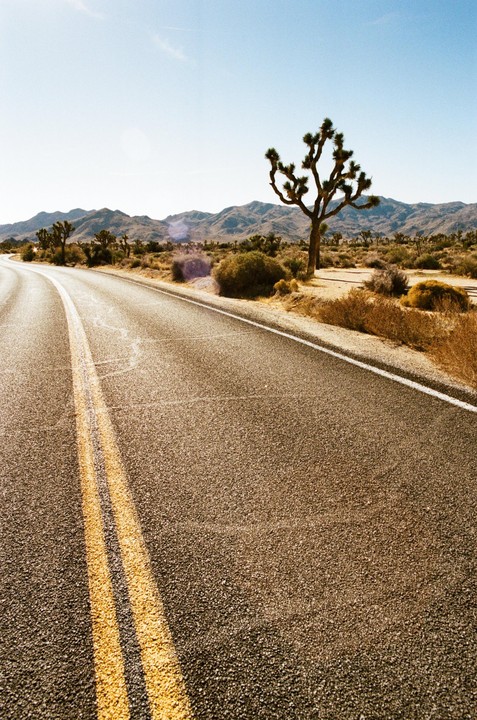 A Joshua tree stands beside a desert road with mountains in the background under a clear sky.