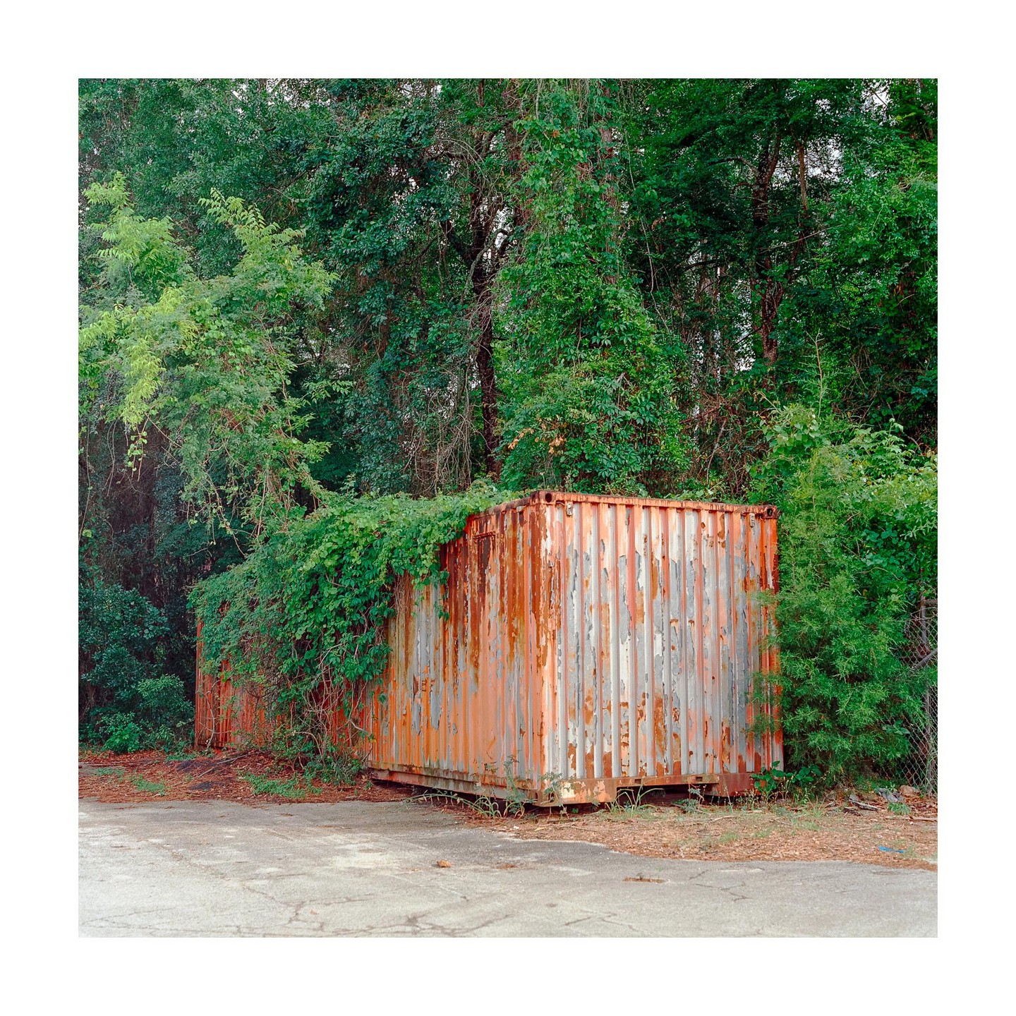 A rusty shipping container is partially covered in green vines and surrounded by dense foliage.