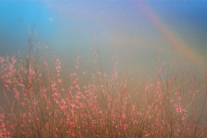 Pink blossoms are visible through a hazy filter with a rainbow in the upper right.