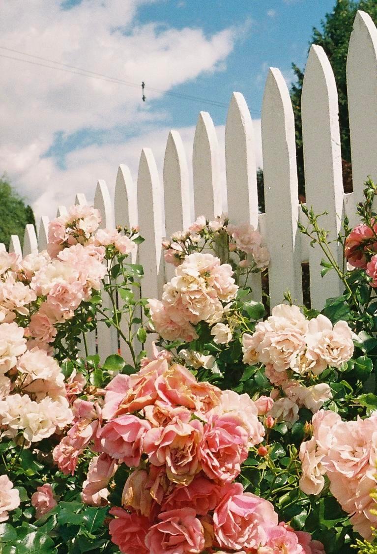 Pink roses grow in front of a white picket fence under a blue sky with clouds.