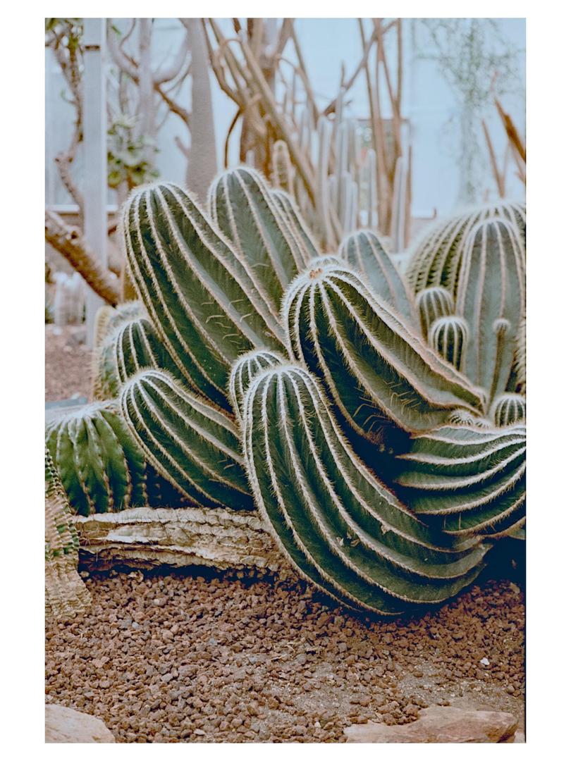Prickly [Yashica Electro 35 G, Yashinon 45mm f/1.7, Flicfilm Elektra 100], shot on FLIC FILM ELEKTRA 100