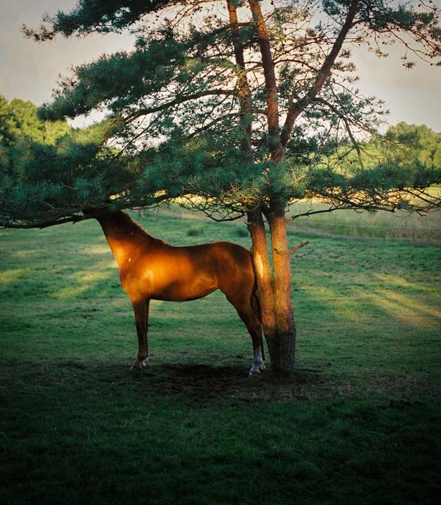 A brown horse stands under a tree in a grassy field.
