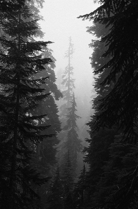 A dense forest of tall pine trees is shrouded in thick fog.