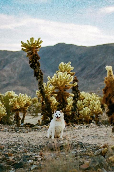 A white dog sits on a rocky desert floor surrounded by cacti with mountains in the background.