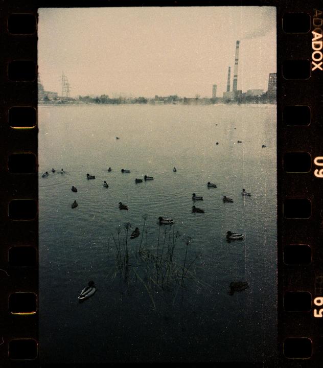 Ducks swim in a body of water with industrial smokestacks visible in the distance under a hazy sky.
