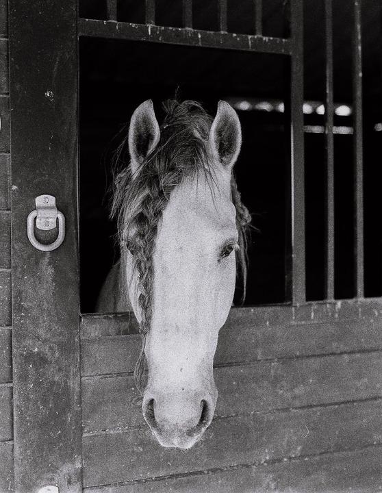 A horse with a braided mane looks out from a stable stall.
