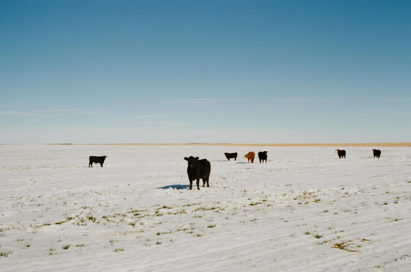 Several cows stand in a snow-covered field under a clear blue sky.