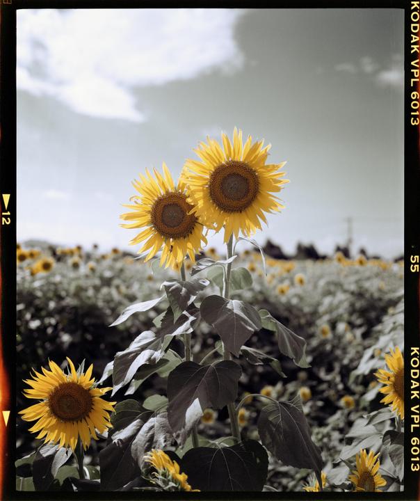 Two sunflowers stand tall in a field of sunflowers under a cloudy sky.