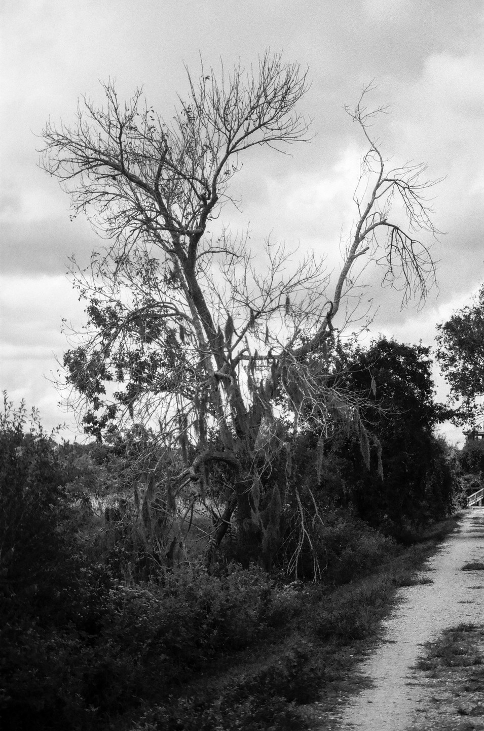 A tall, bare tree with Spanish moss hangs over a dirt path in a natural setting under a cloudy sky.
