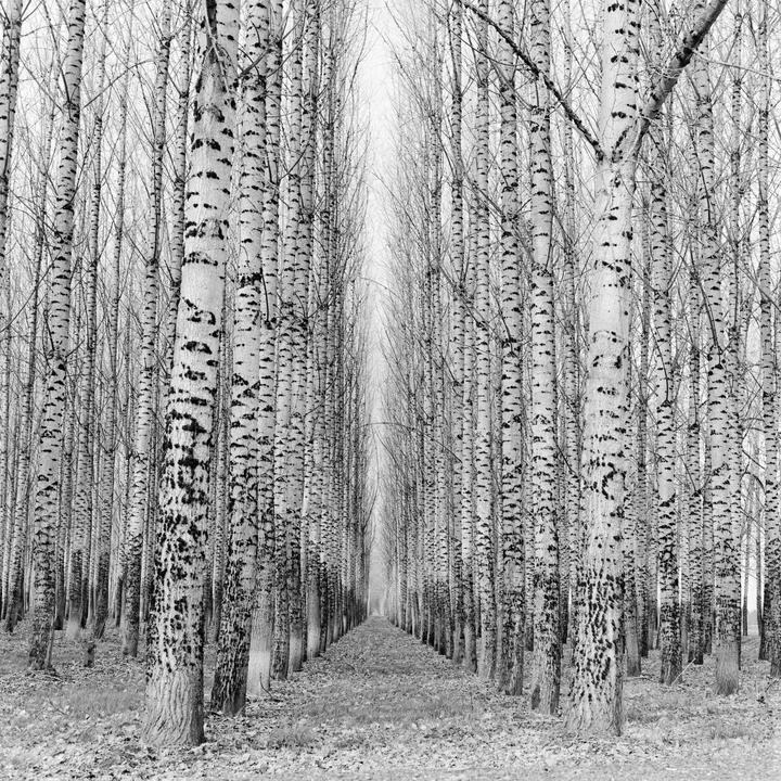 A long path extends through a dense forest of tall, slender trees with light-colored bark.