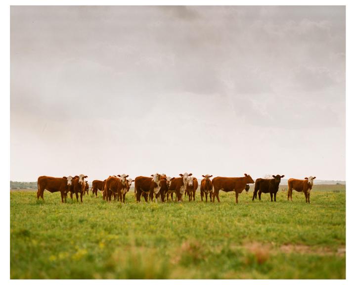 A herd of cows stands in a green field under a cloudy sky.