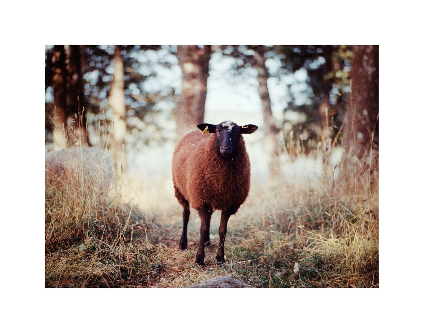A brown sheep with a black face and yellow ear tags stands in a grassy field with trees in the background.