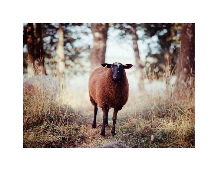 A brown sheep with a black face and yellow ear tags stands in a grassy field with trees in the background.