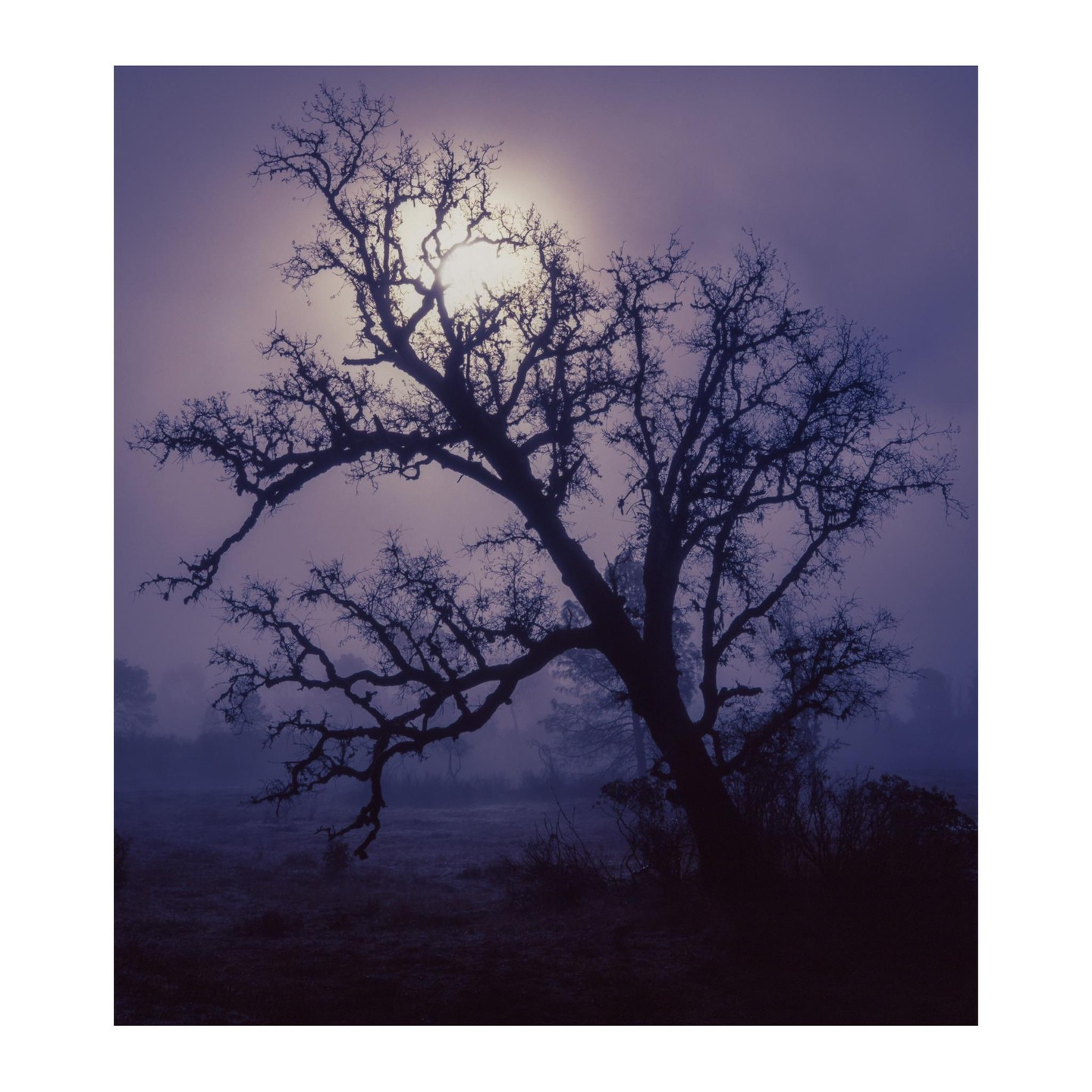 A silhouetted tree with bare branches stands in a field under a hazy sky.