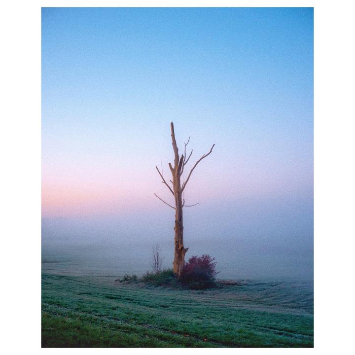 A lone, bare tree stands in a misty field under a colorful sky.