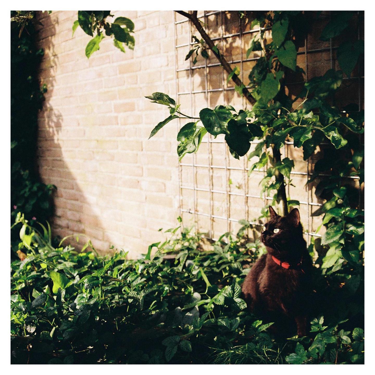 A black cat with a red collar sits in a lush green garden next to a brick wall with a metal trellis.