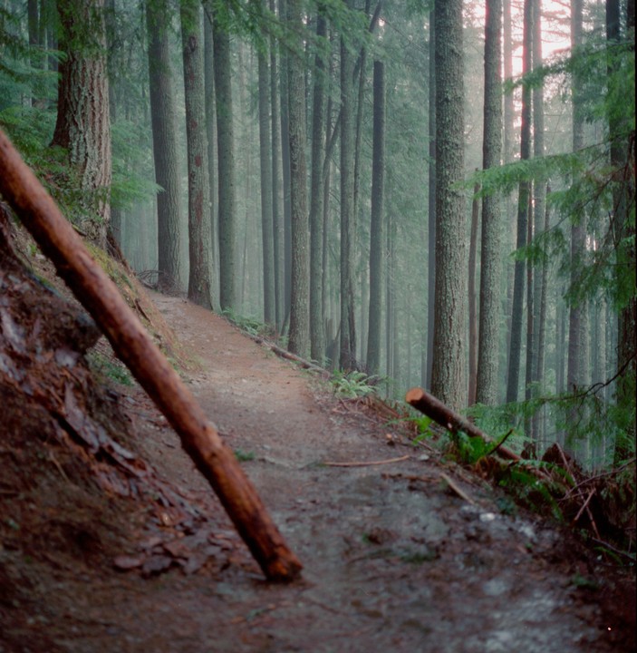 A narrow dirt path winds through a dense forest with tall trees and a hazy atmosphere.
