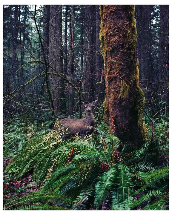 A deer stands among ferns and mossy trees in a forest.