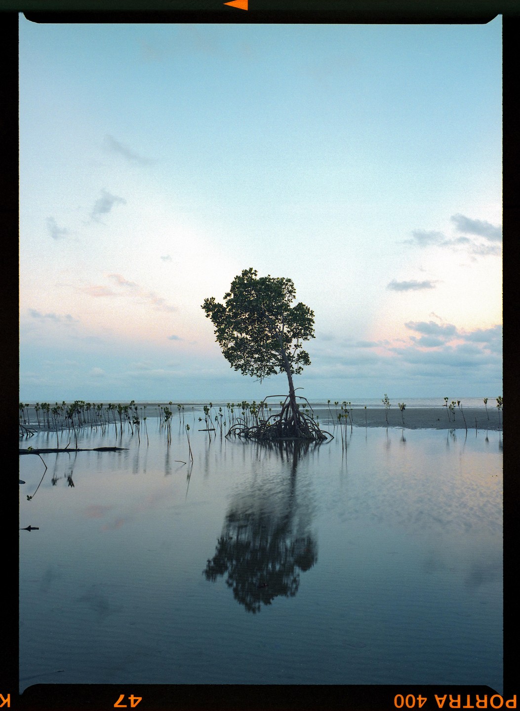 A lone mangrove tree stands in shallow water with its reflection visible, surrounded by smaller mangrove saplings under a soft, cloudy sky.