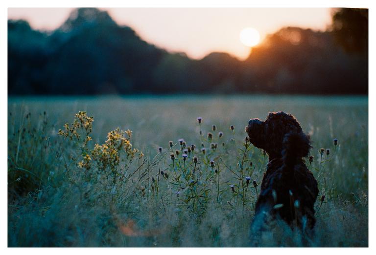 A dog sits in a field of tall grass and wildflowers, looking towards the setting sun.