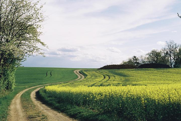 A winding dirt road cuts through a vibrant yellow field and a green field under a cloudy sky.