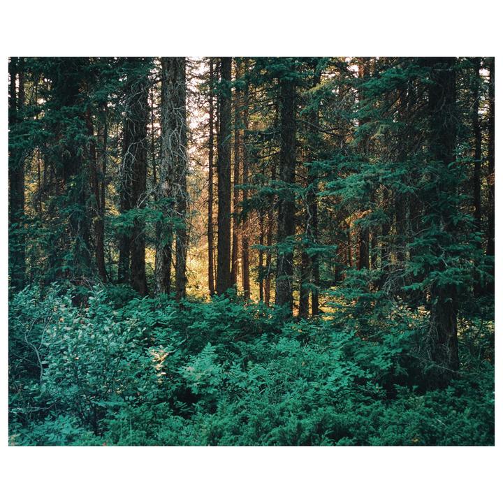 Sunlight filters through a dense forest of tall trees and lush undergrowth.