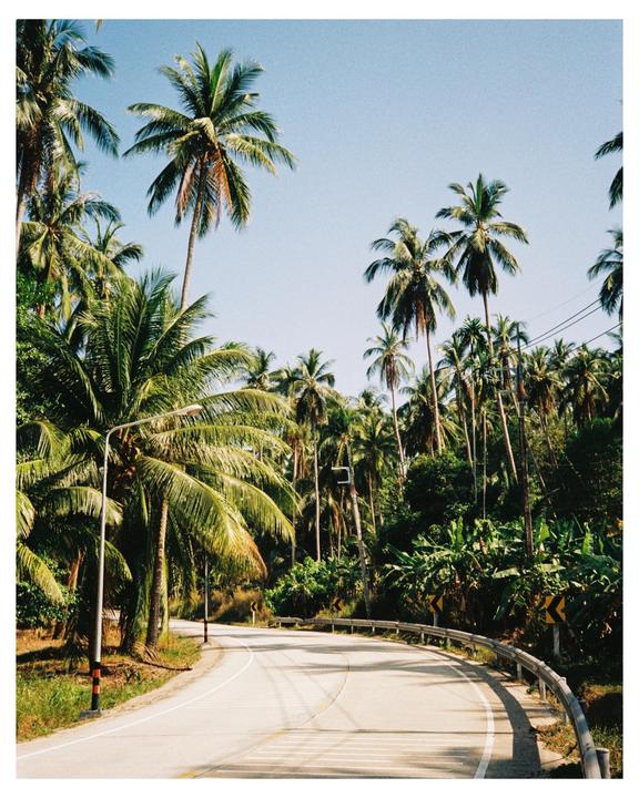 A winding road is surrounded by numerous palm trees under a clear sky.
