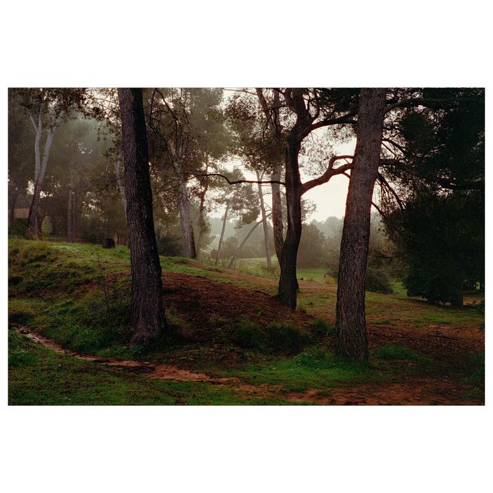 A path winds through a misty forest with tall trees and green undergrowth.