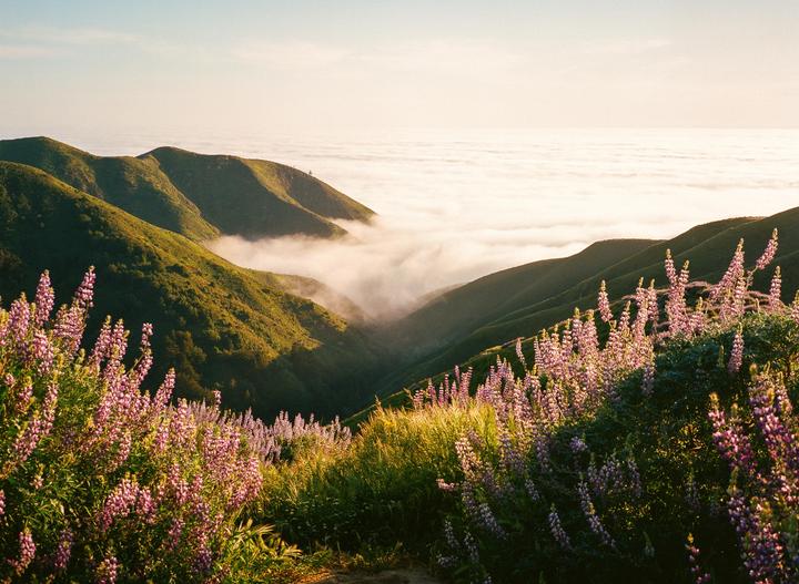 Purple flowers and green hills are visible above a valley filled with fog.