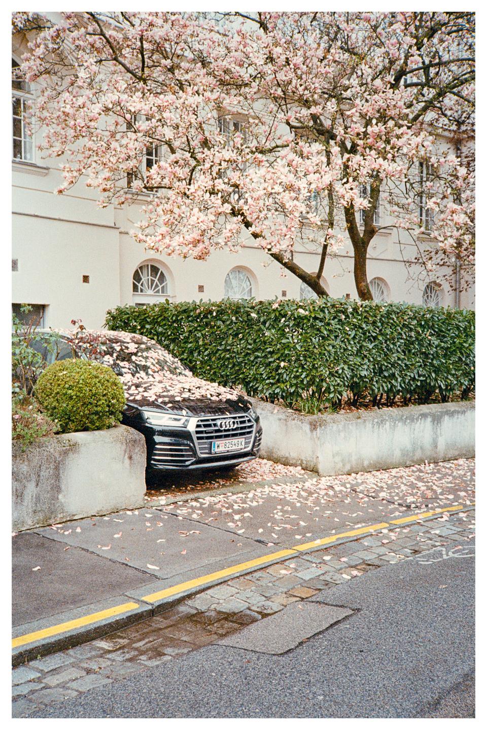 A black car is parked under a blossoming tree with petals scattered on its hood and the ground.