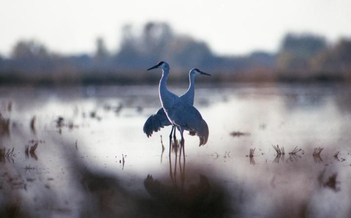 Two sandhill cranes stand in shallow water with their reflections visible below them.