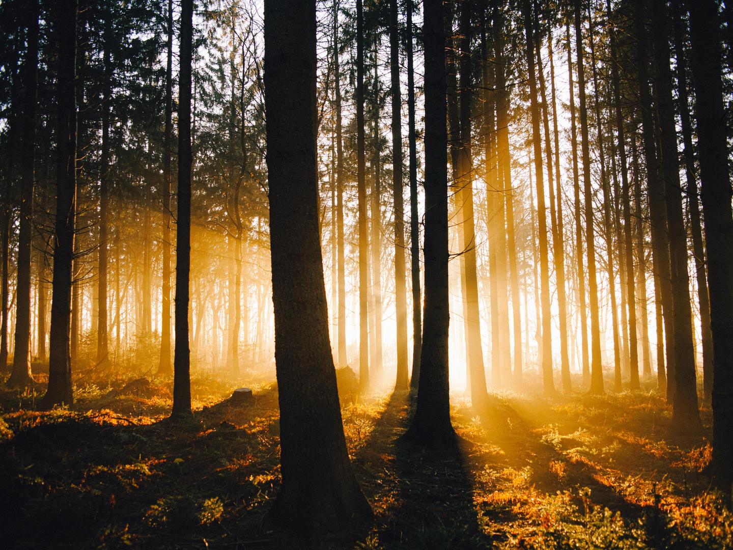 Sunlight streams through a forest of tall trees, illuminating the undergrowth and creating long shadows.