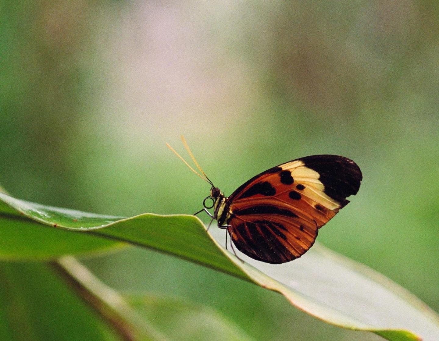 A butterfly with orange, black, and yellow wings rests on a green leaf.