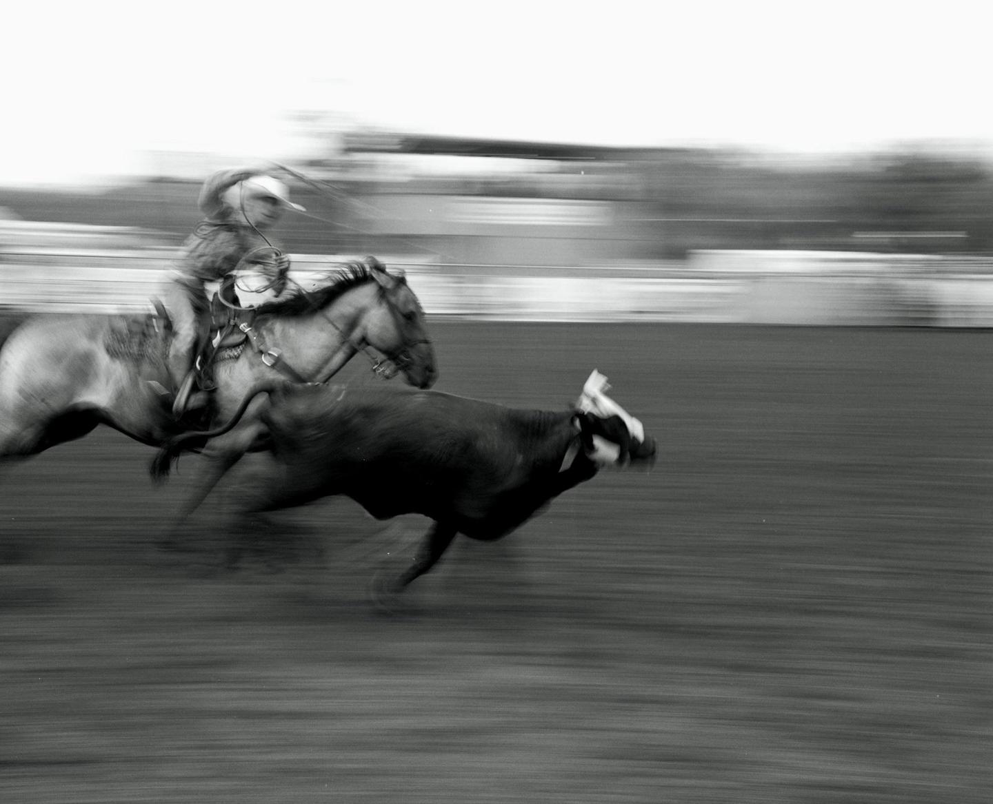 A cowboy on horseback chases a calf across a field during a rodeo event.
