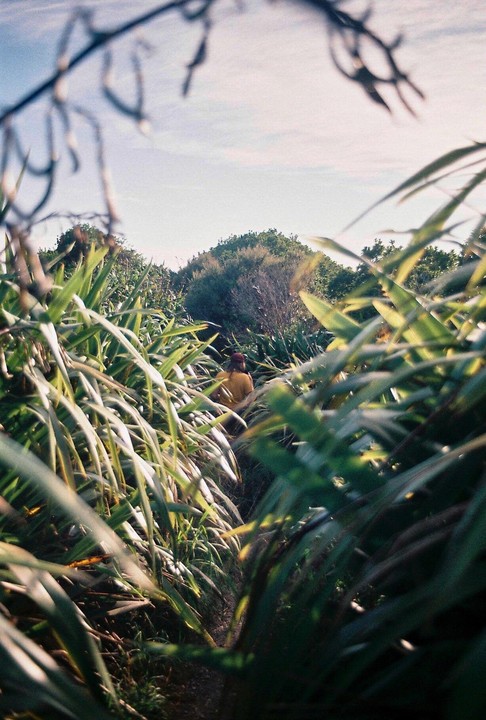 A person in a yellow shirt walks through a path surrounded by tall green plants.