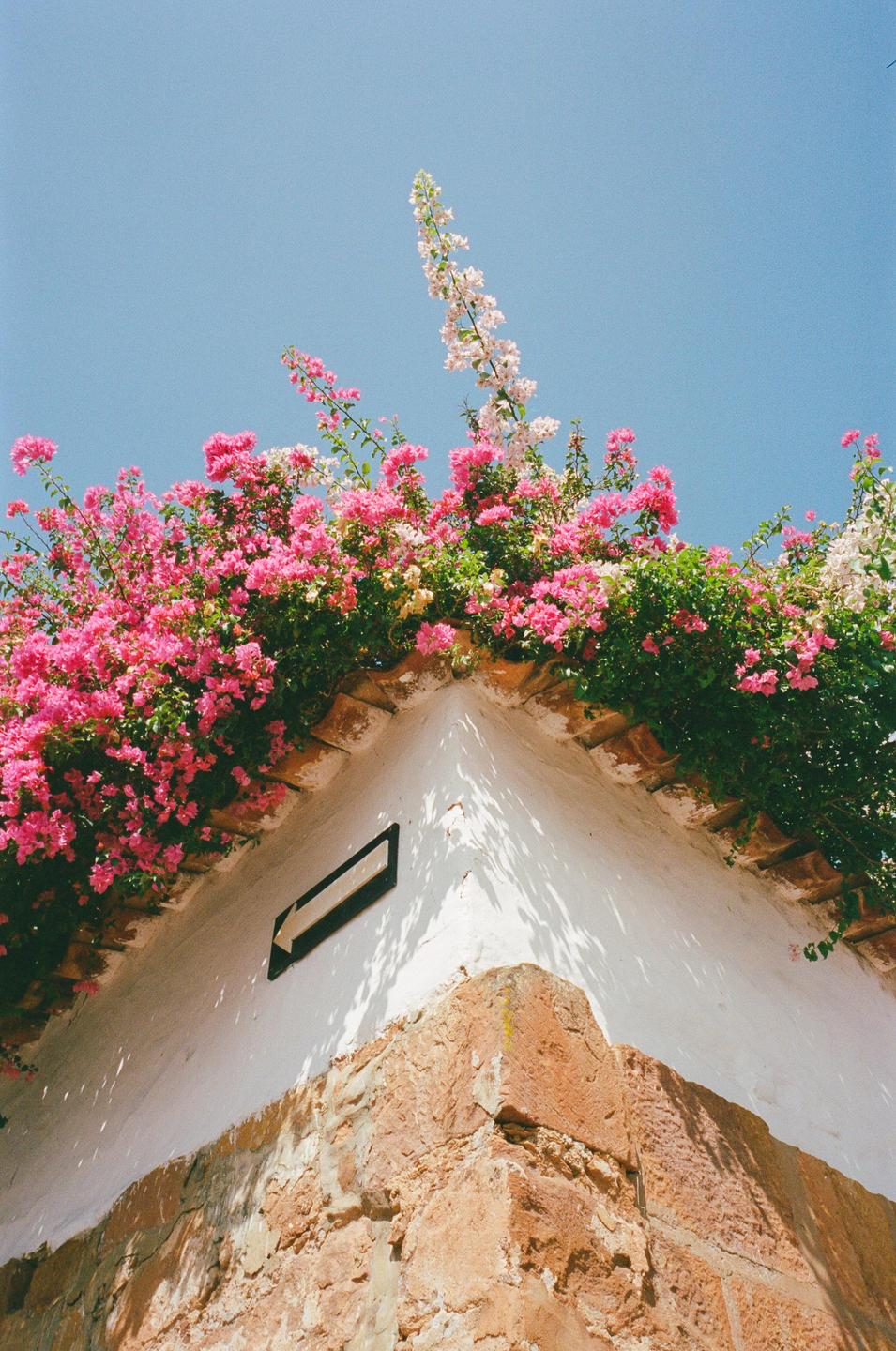 Pink and white flowers grow over the corner of a white building with a stone base and a black arrow sign.