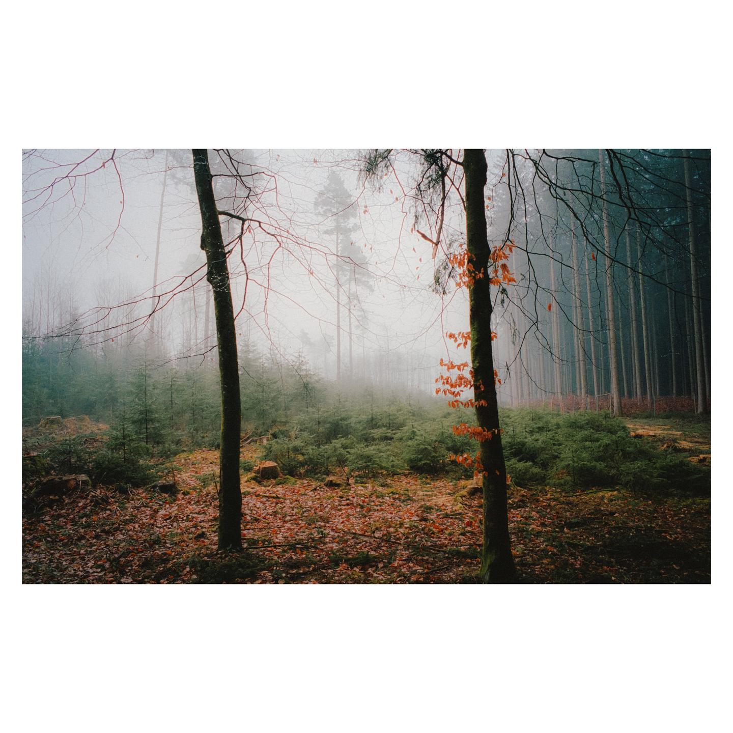 Two trees stand in a hazy forest with a ground covered in autumn leaves and green foliage.