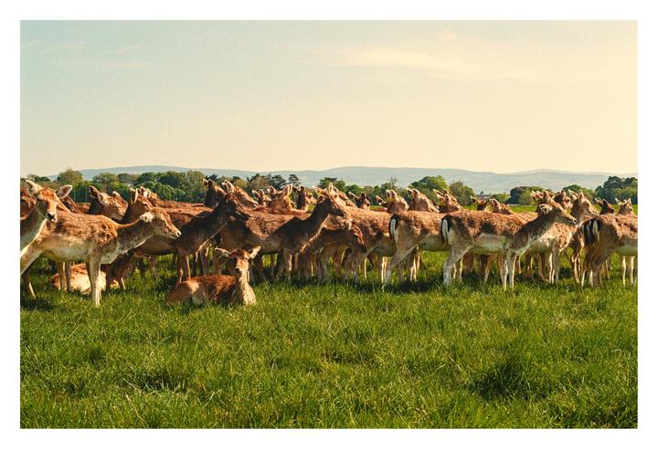 A large herd of deer stands in a grassy field under a clear sky.