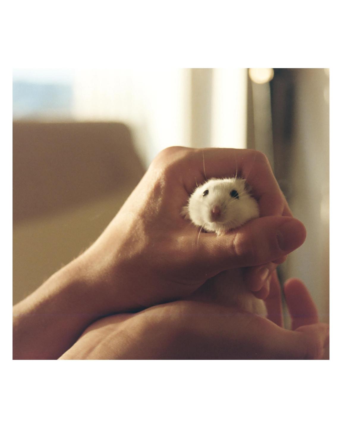 A small white hamster is held in a person's hands.