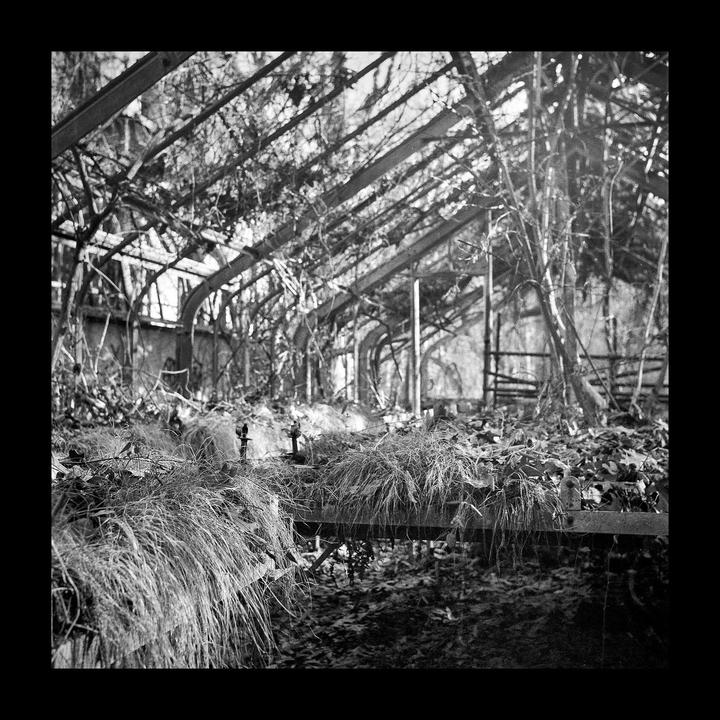 An abandoned greenhouse is overgrown with dry grass and vines.