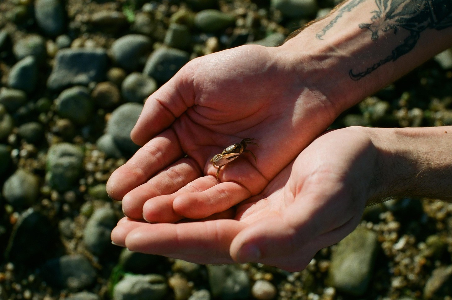A small crab rests in the cupped hands of a person, with a rocky ground visible in the background.