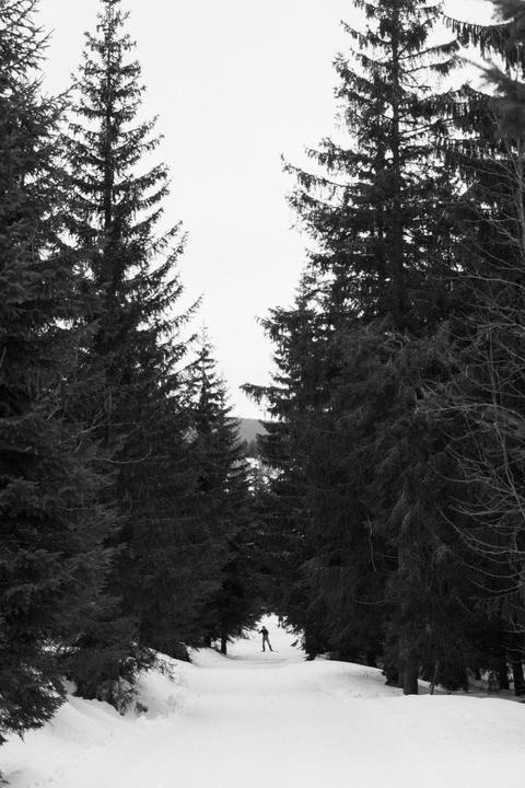 A person skis down a snowy path lined with tall pine trees.