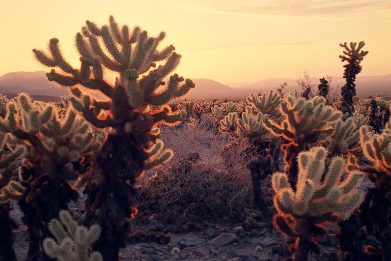 A field of cholla cactus is backlit by the rising sun in a desert landscape.