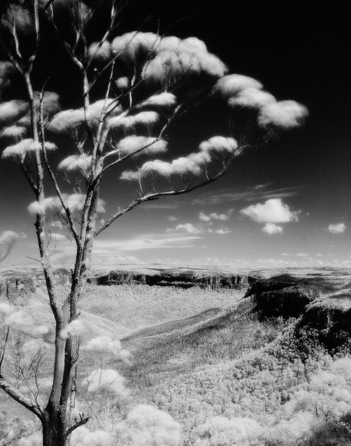A tree with fluffy, cloud-like foliage stands in the foreground of a vast, forested valley under a sky with scattered clouds.