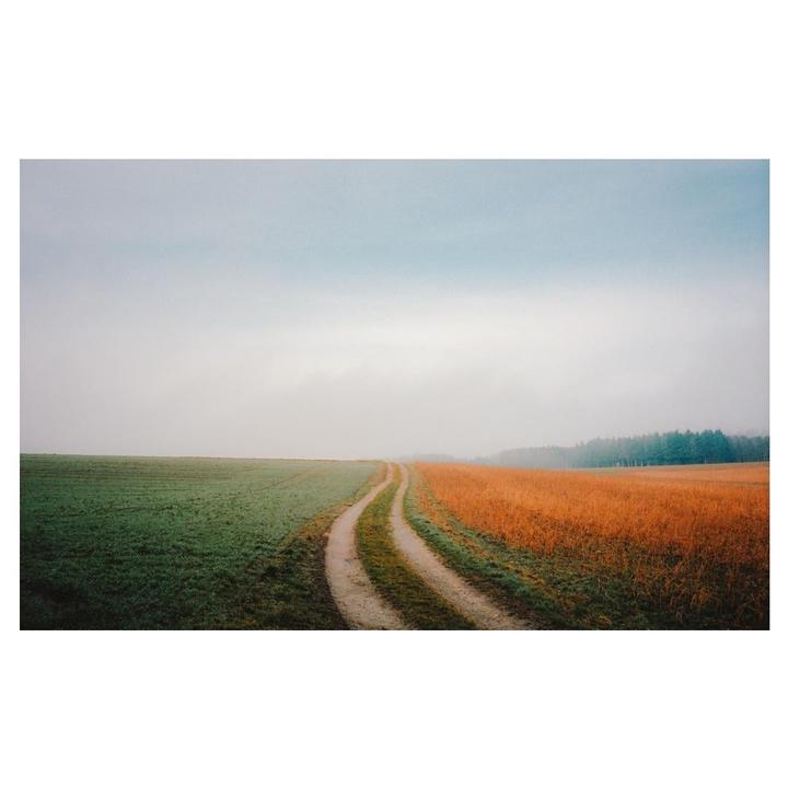 A dirt road curves through a field with green crops on one side and orange crops on the other, under a hazy sky.