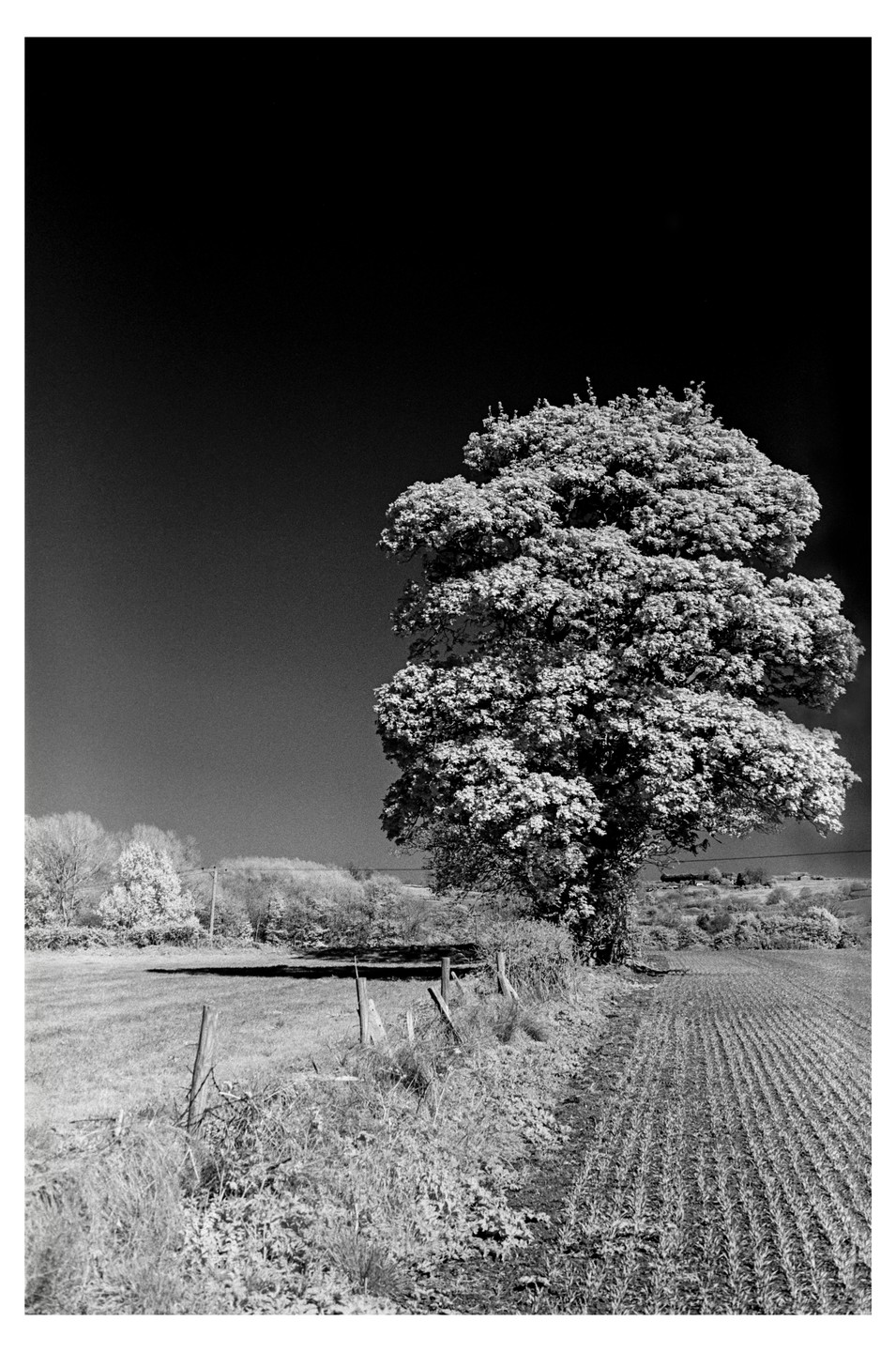 A large tree stands beside a field of crops and a grassy area with a fence.