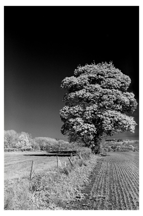 A large tree stands beside a field of crops and a grassy area with a fence.